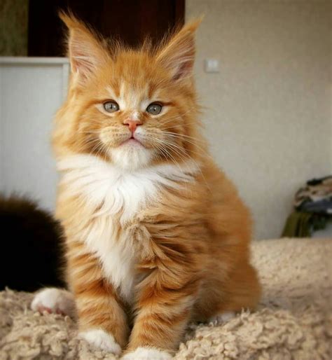 com Classifieds - 324261 Maine Coon Kittens 250 FOR SALE ADOPTION from denver Colorado for over 1000 cities, 500 regions worldwide & in USA - free,classified ad,classified ads. . Maine coon for sale colorado